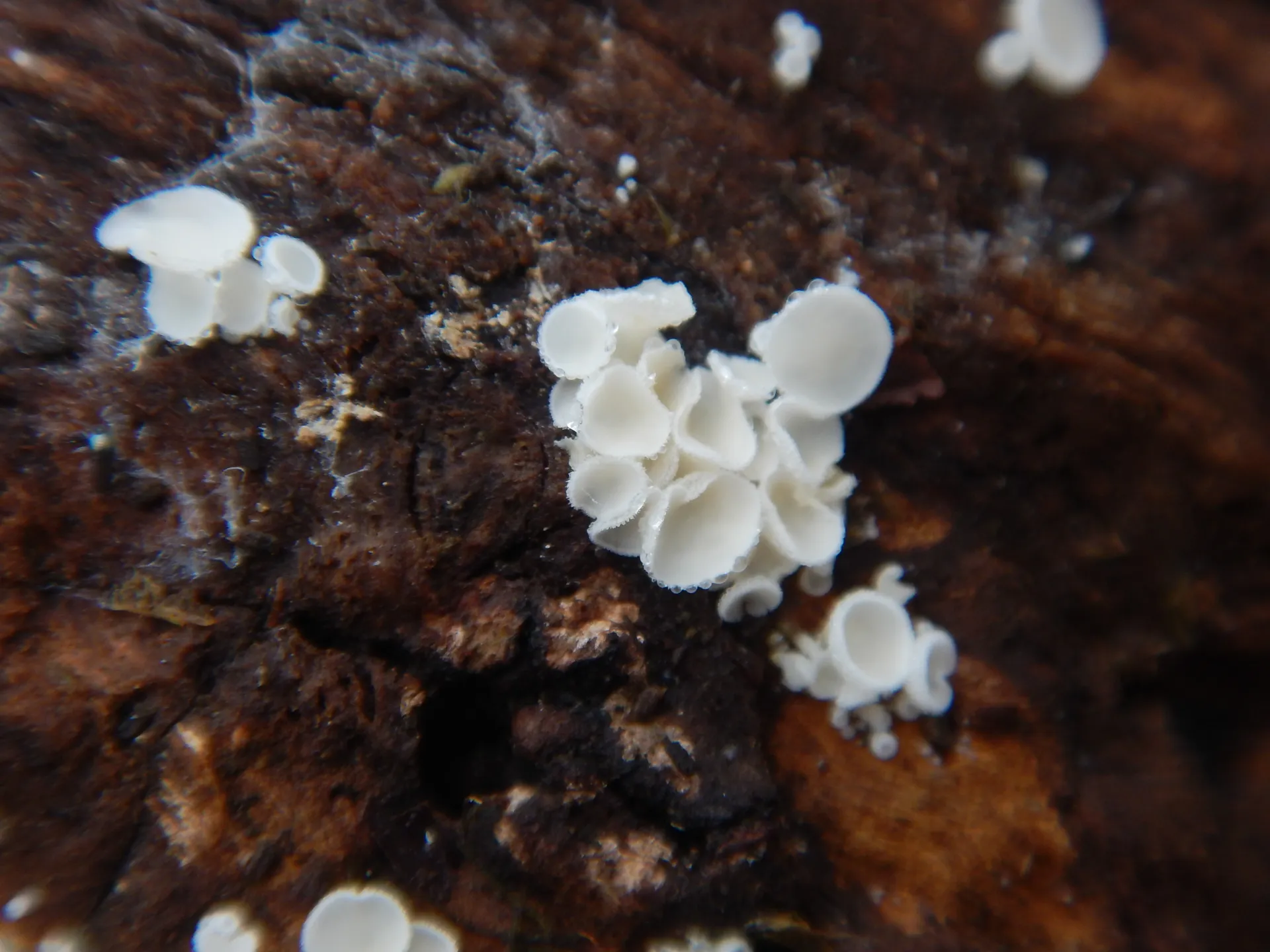 Dasyscyphella nivea, 24-01-16 (1)